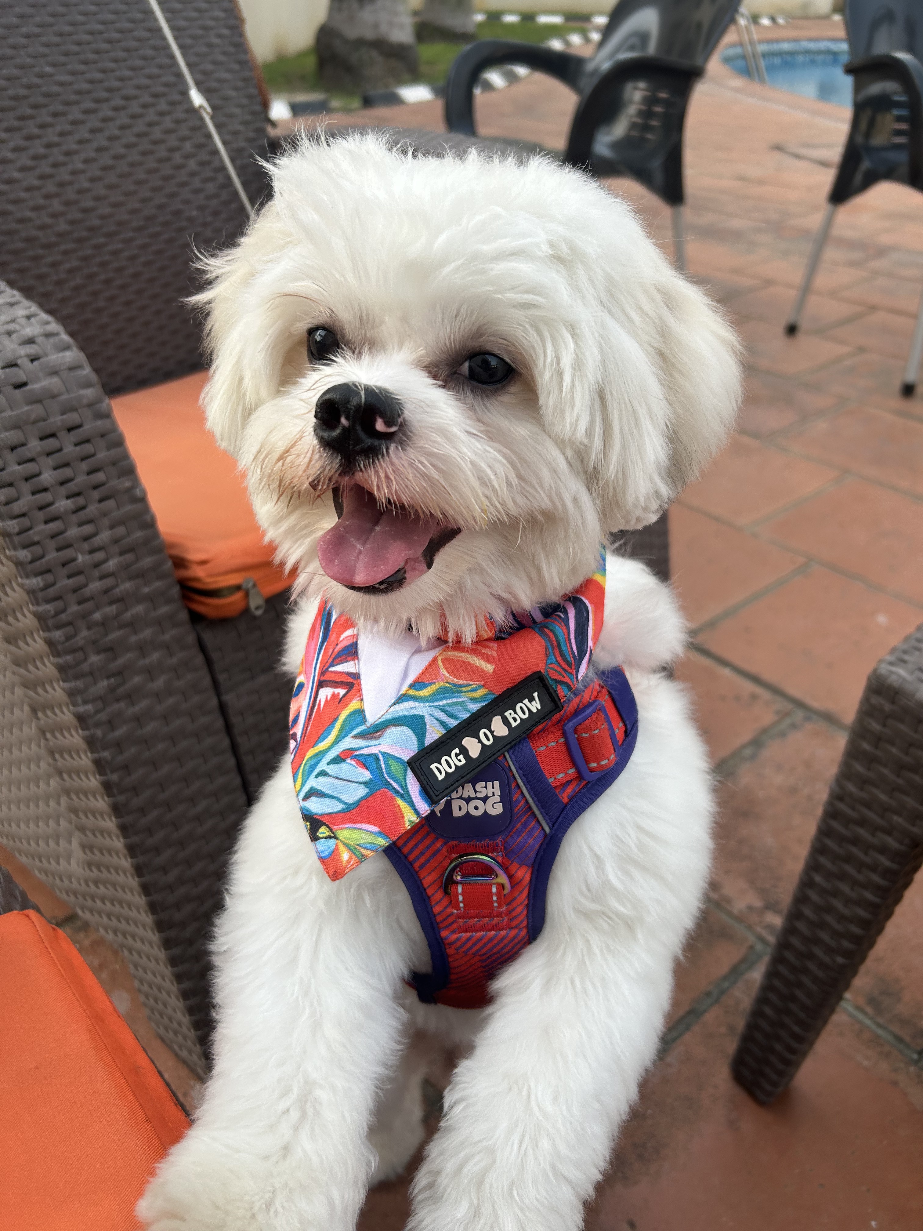 Asher the fluffy white Lhasa Apso sitting beside a ginger tabby cat